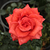 Roșu - Trandafir teahibrid - Clarita
